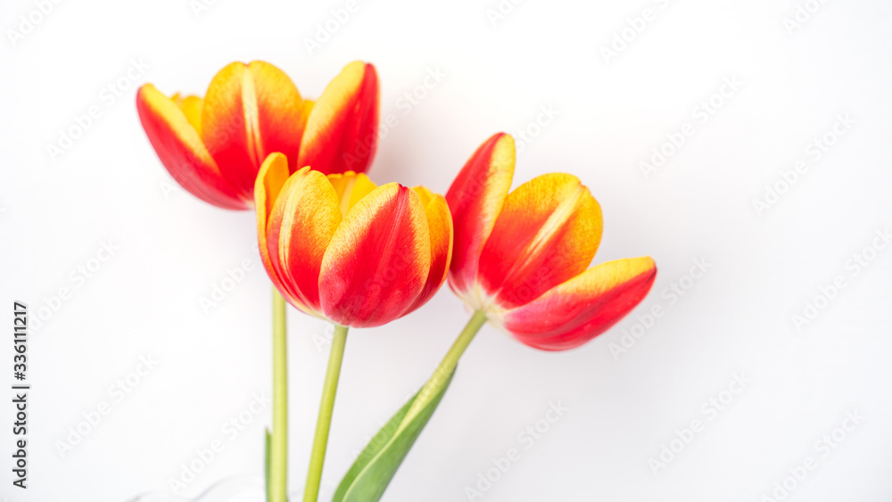Tulip flower in glass vase with picture frame place on white wooden table background against clean wall at home, close up, Mother's Day decor concept. Tulip flower in glass vase with picture frame place on white wooden table background against clean wall at home, close up, Mother's Day decor concept.
