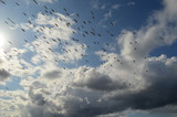 The flock of birds in the cloudy sky