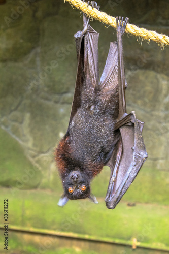 Fruit bat sleeping upside down, Wahlbergs epauletted, epomophorus wahlberg, is a species of megabat Pteropodidae in the family who lives in South Africa. photo