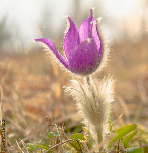 purple crocus flower