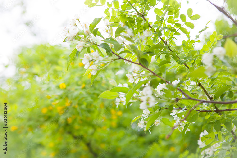 Blossoming trees in spring on a clear cloudless day Blossoming trees in spring on a clear cloudless day