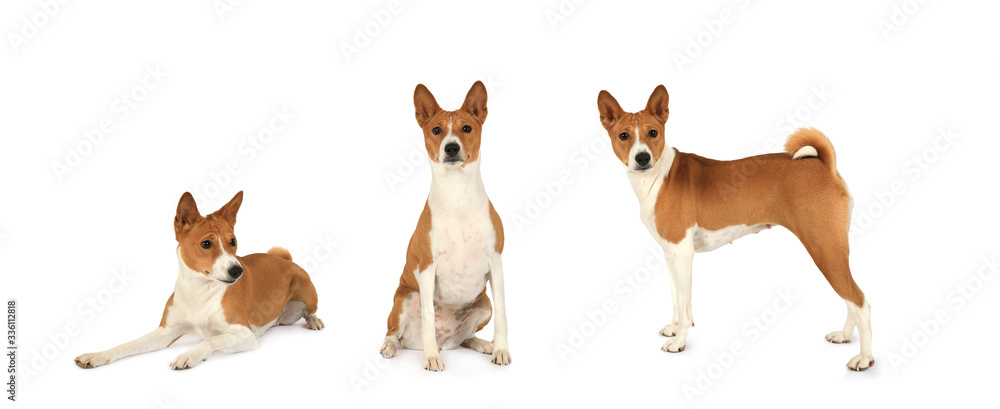 Photo collage of a purebred Basenji  dog