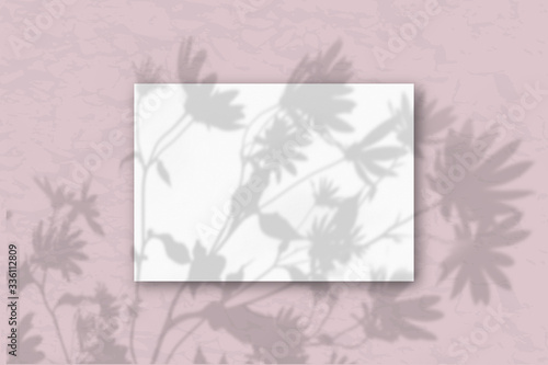 A horizontal A4 sheet of white textured paper on a pastel pink wall background. Mockup overlay with the plant shadows. Natural light casts shadows from flowers and leaves of daisies