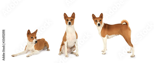 Fototapeta Naklejka Na Ścianę i Meble -  Photo collage of a purebred Basenji  dog