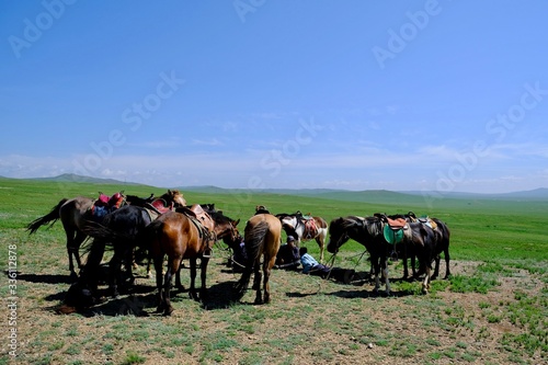 モンゴル 遊牧