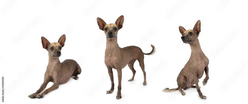 Three similar Xoloitzcuintli dogs isolated on white Three similar Xoloitzcuintli dogs isolated on white