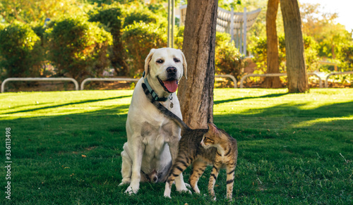 dog and cat adorable domestic animals photography in sunny vivid park outdoor nature environment