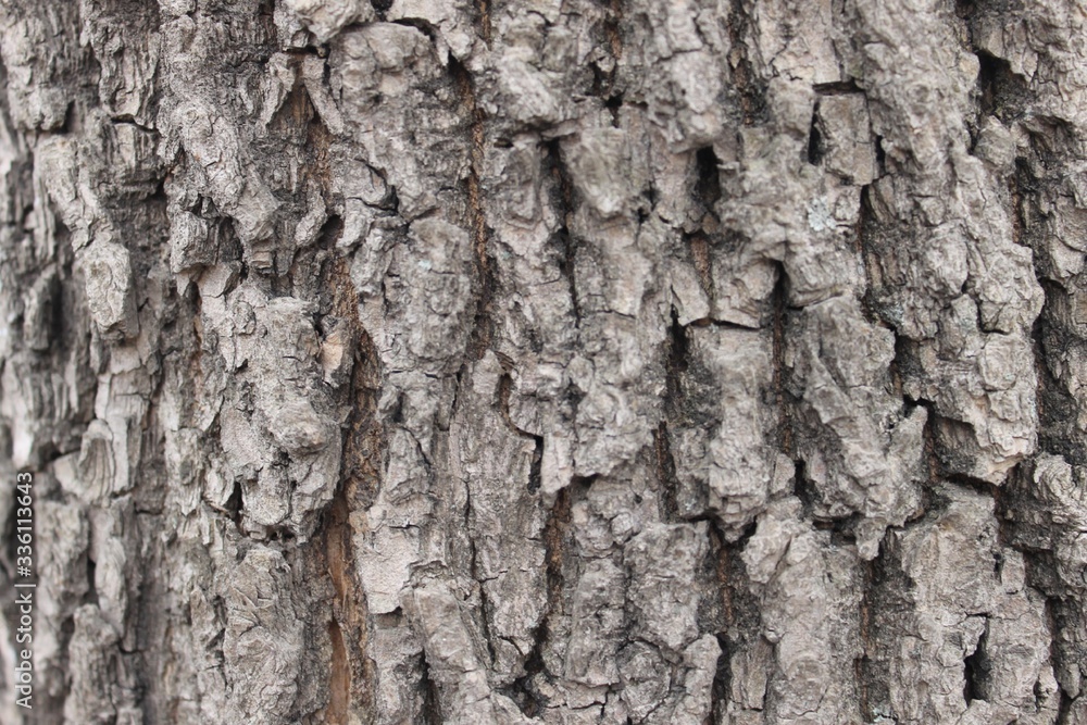 tree bark texture tree bark texture
