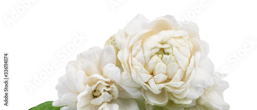 Jasmine flowers isolated on white background. This has clipping path.