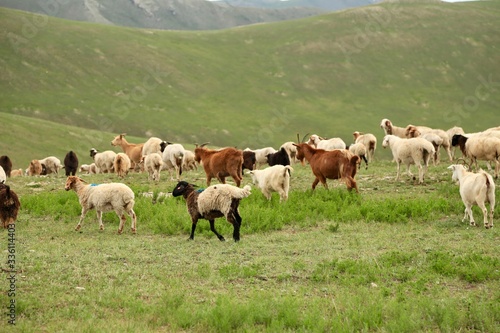 モンゴル 放牧