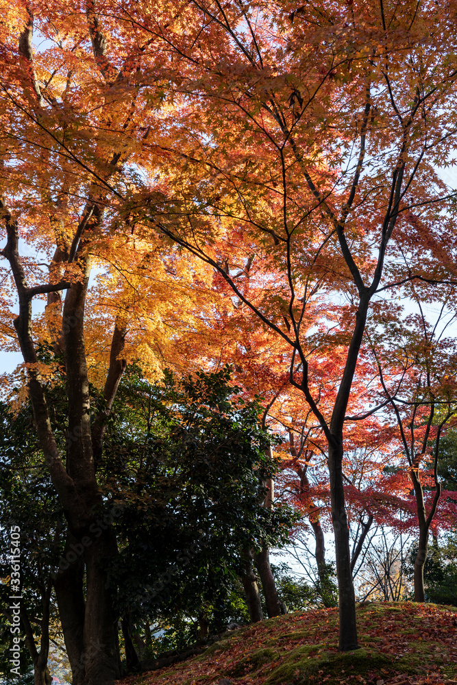 Naklejka premium 紅葉の兼六園 山﨑山のモミジ