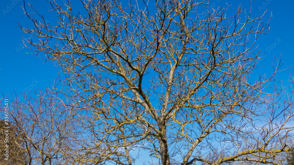 kahler Baum mit vielen Ästen vor blauem Himmel kahler Baum mit vielen Ästen vor blauem Himmel