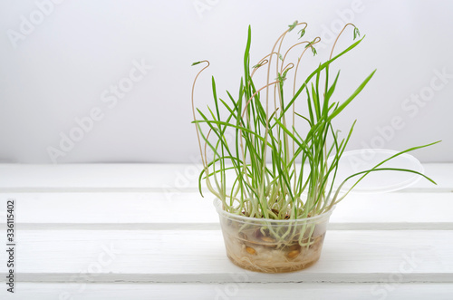 Fresh green sprouted oats. Healthy lifestyle. Natural food. Microgreens vegan and healthy eating concept, light background. sprouts. weed for cats and rodents