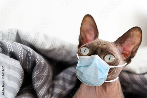cat muzzle, the cat of breed the canadian Sphynx under a grey blanket © Elena