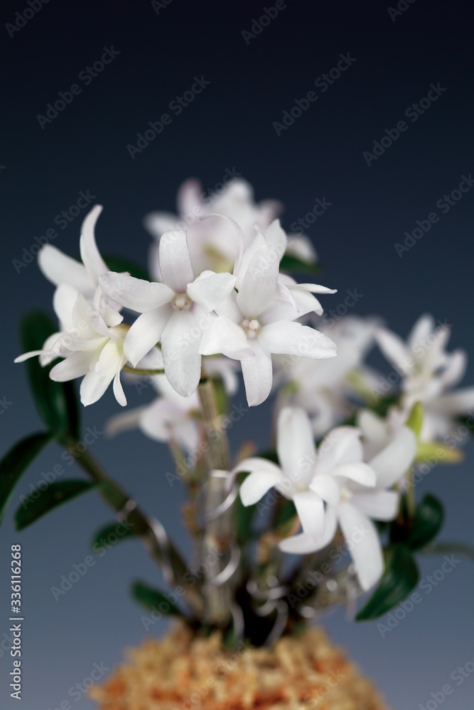 덴드로비움(Dendrobium) 속 난초인 석곡(石斛)의 꽃모습