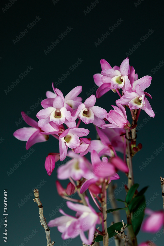 Fototapeta 덴드로비움(Dendrobium) 속 난초인 석곡(石斛)의 꽃모습