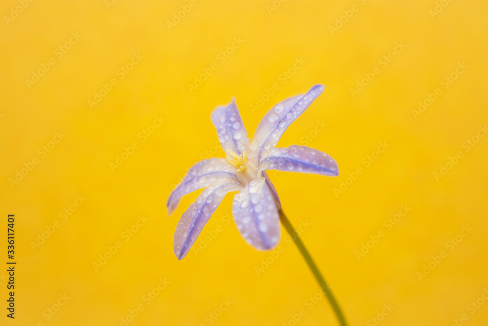 spring flowers on yellow background