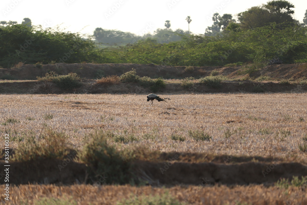 peacock eat small insects in cultivated land