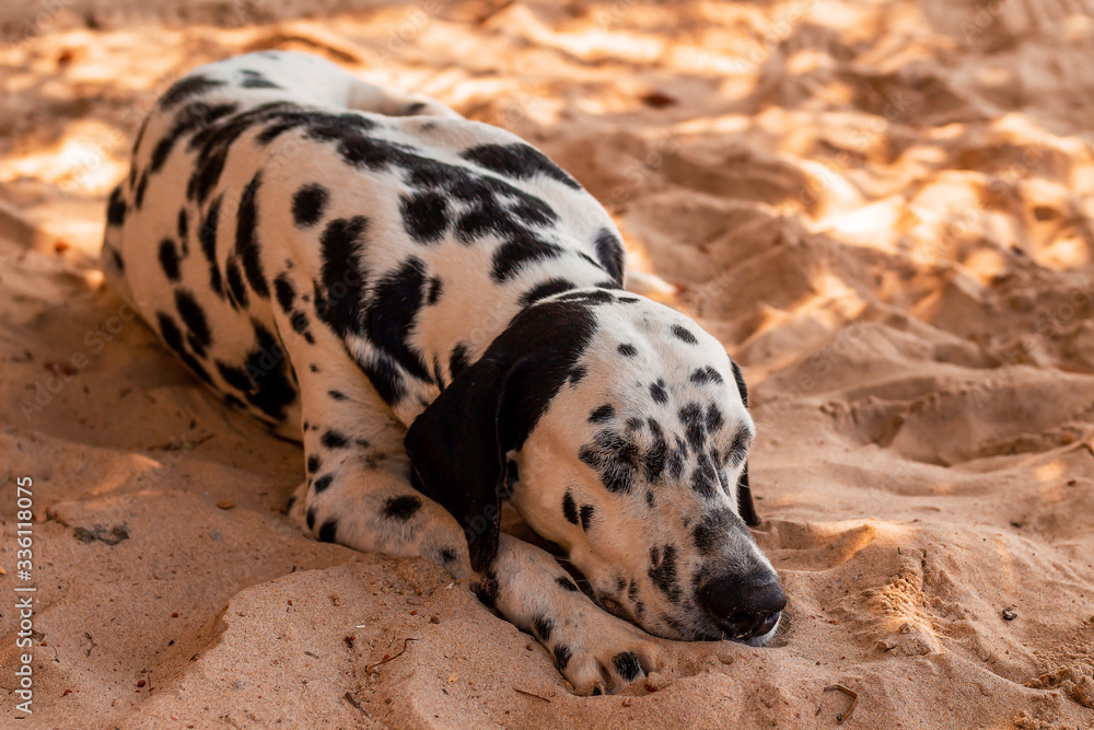 Dog sleeping on the beach in Sri Lanka