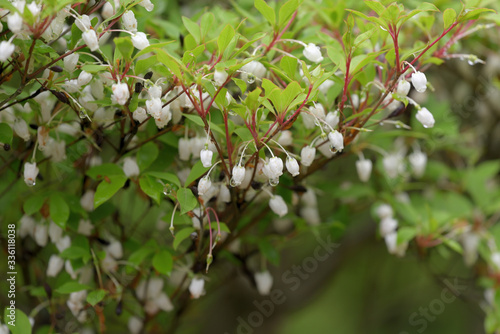 Enkianthus perulatus flower wet in the rain, dodan-tsutsuji photo