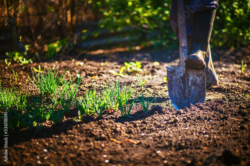 Worker digs the black soil with shovel in the vegetable garden, man loosens dirt in the farmland, agriculture and tough work concept. Copy sace