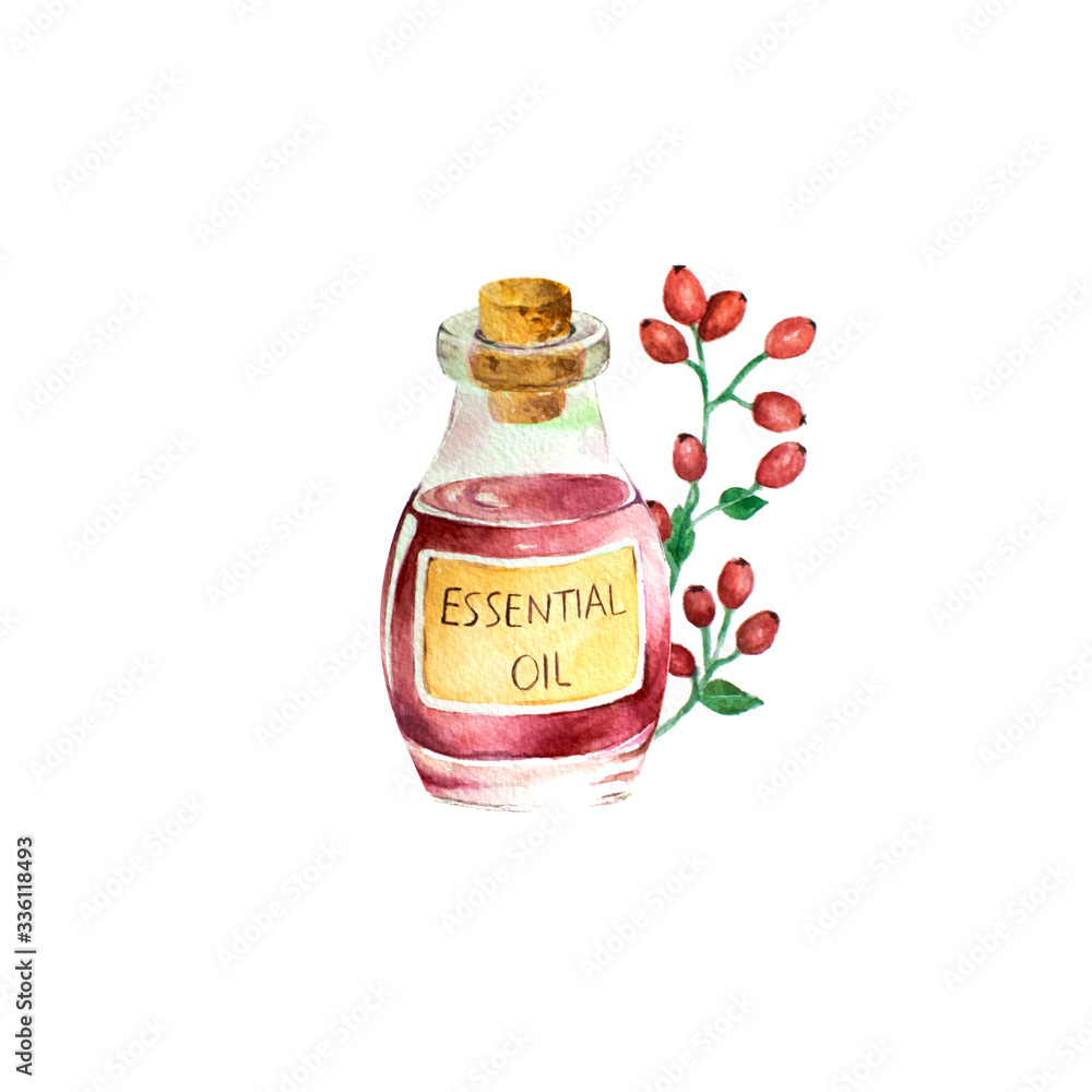 Bottle of rose hip essential oil and rose hip branch. Hand painted watercolor illustration for your design, isolated object on white background. Bottle of rose hip essential oil and rose hip branch. Hand painted watercolor illustration for your design, isolated object on white background.
