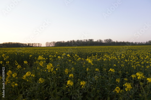 Schöner Blick über ein Rapsfeld