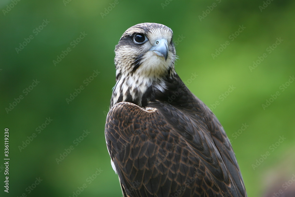 rapace aigle buse milan
rapace aigle buse milan