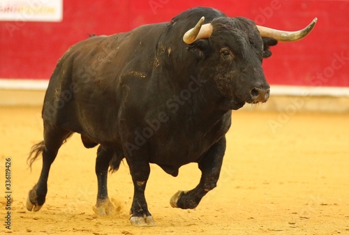bull in the bullring in spain