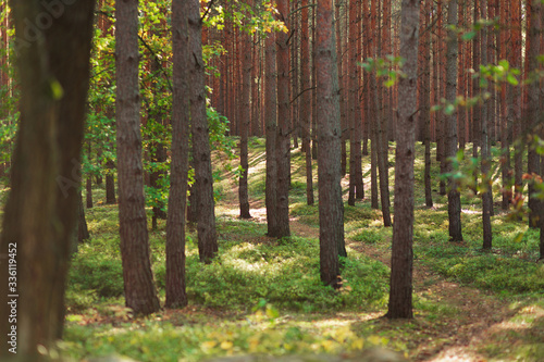 Fototapeta Naklejka Na Ścianę i Meble -  Clean forest