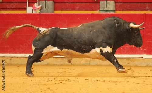 bull in the bullring in spain