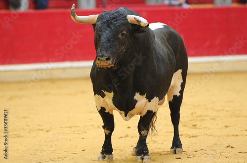 bull in the bullring in spain