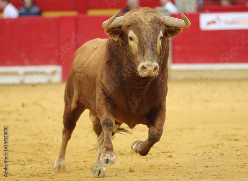 bull in the bullring in spain