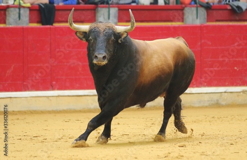 bull in the bullring in spain