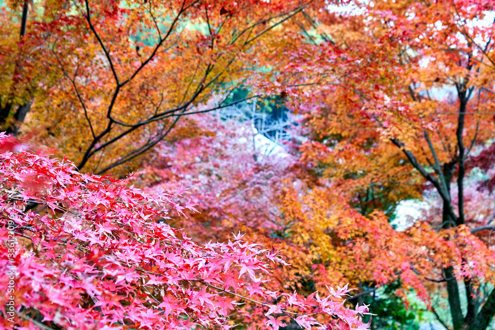 Colorful autumn leaves in the park