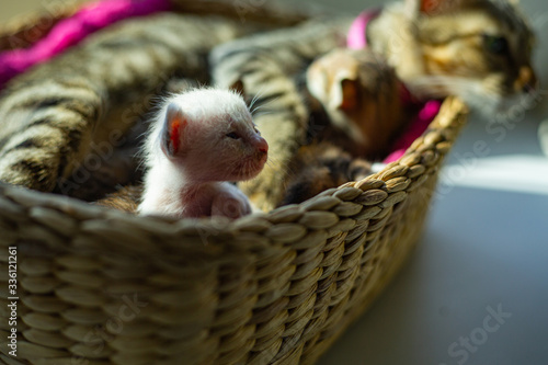 Baby cat sleep in basket