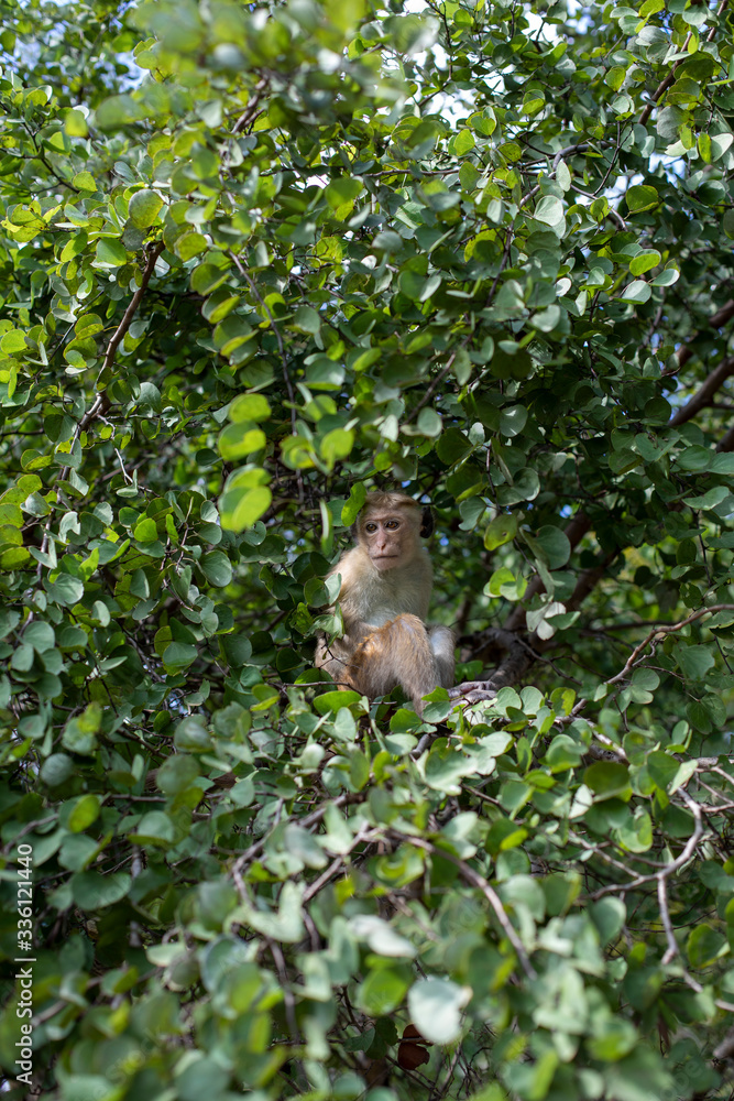 Obraz premium Sri Lanka