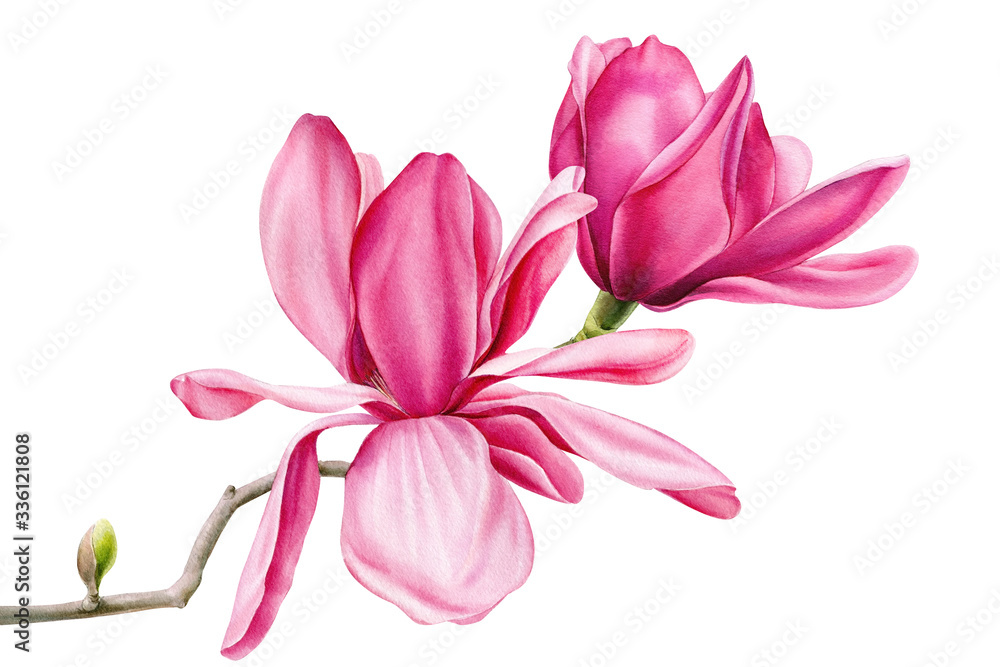 pink magnolia on an isolated white background, watercolor flowers