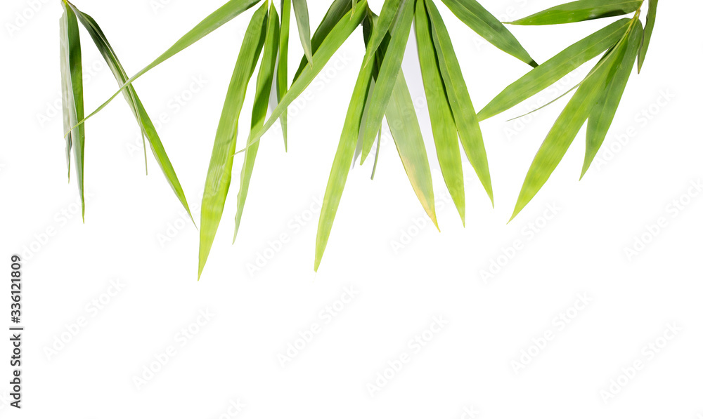 Bamboo leaves isolated on white. Bamboo leaves isolated on white.