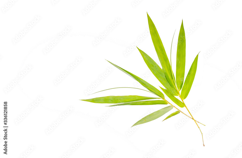 Fototapeta premium Green bamboo leaves isolated on white.