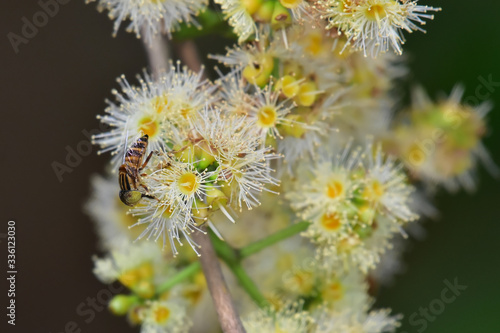 bee on a flower