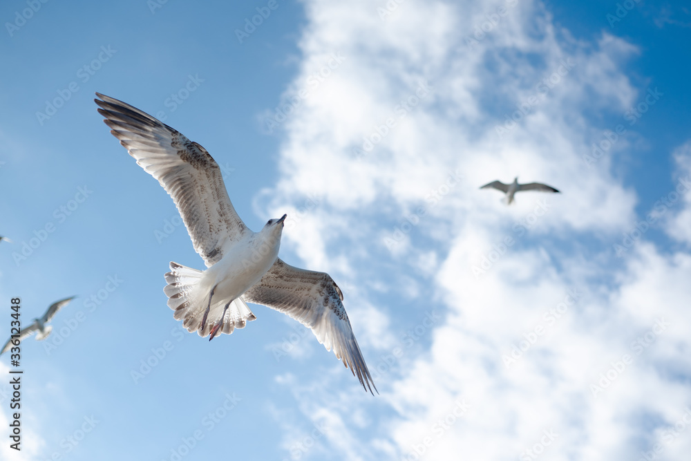 Obraz premium seagull in the sky