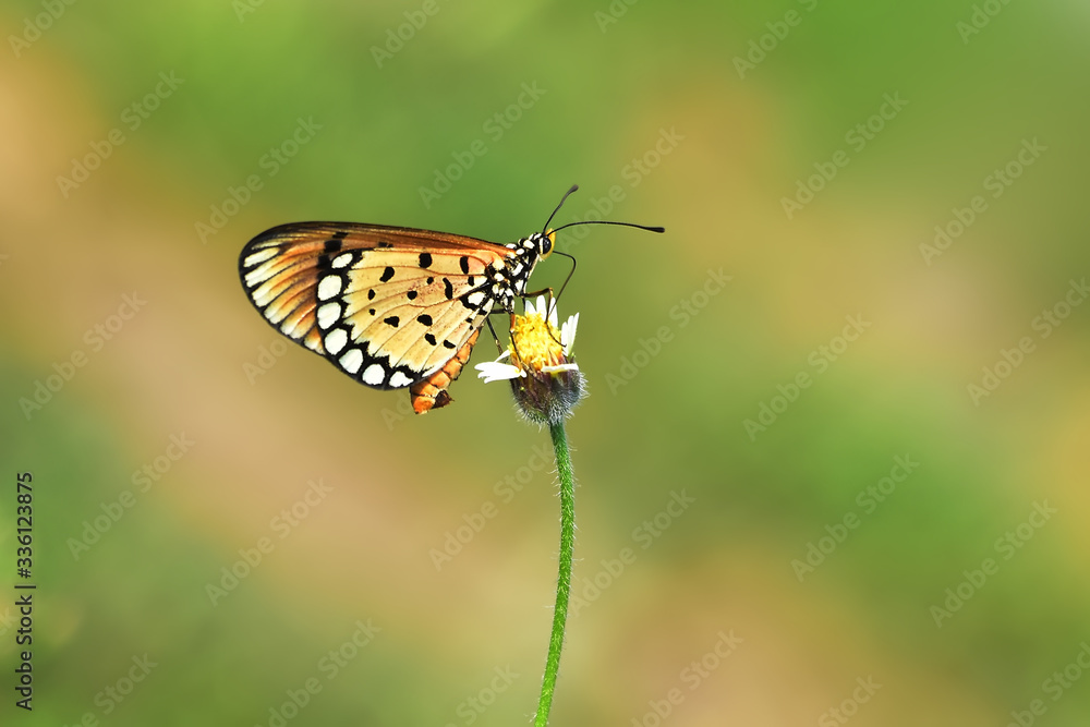 Obraz premium butterfly on a flower