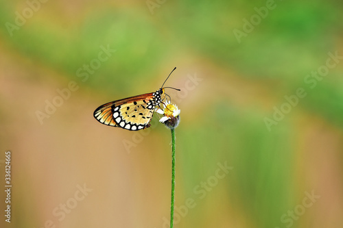 butterfly on leaf