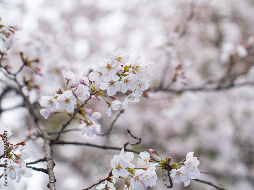 Cherry blossom ,Springtime of Sakura flower seasonal. Cherry blossom ,Springtime of Sakura flower seasonal.