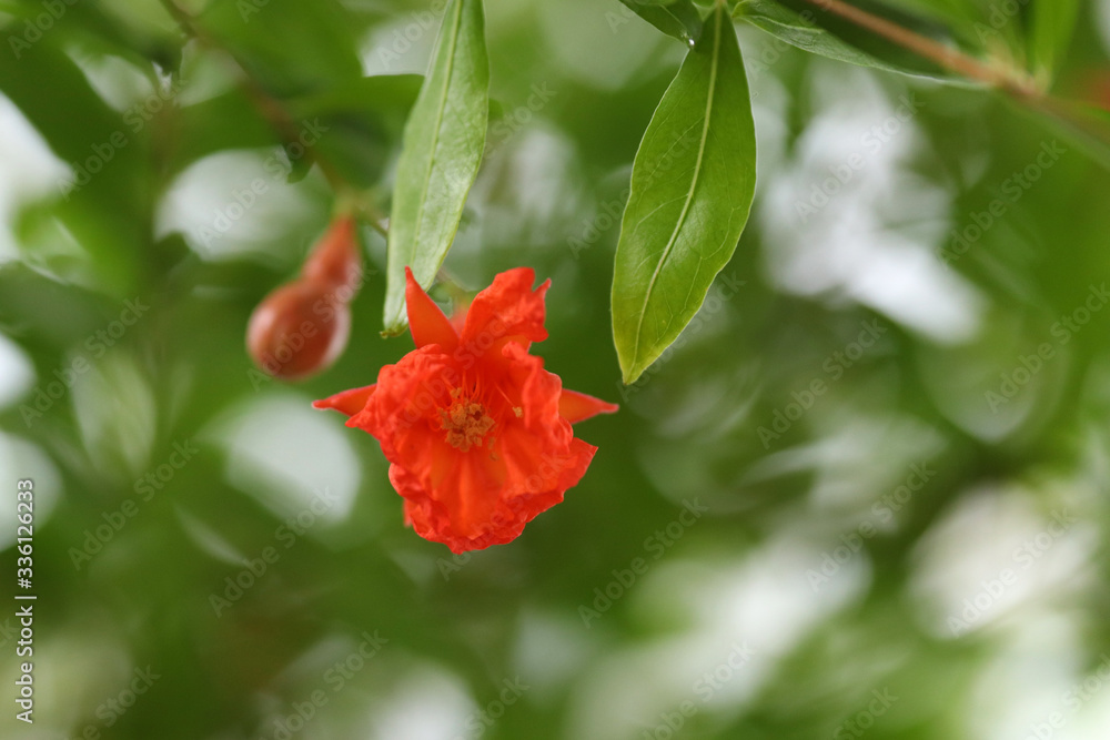 Red Garnet Flower Macro Photo on Blurred Green Leafs Background Red Garnet Flower Macro Photo on Blurred Green Leafs Background