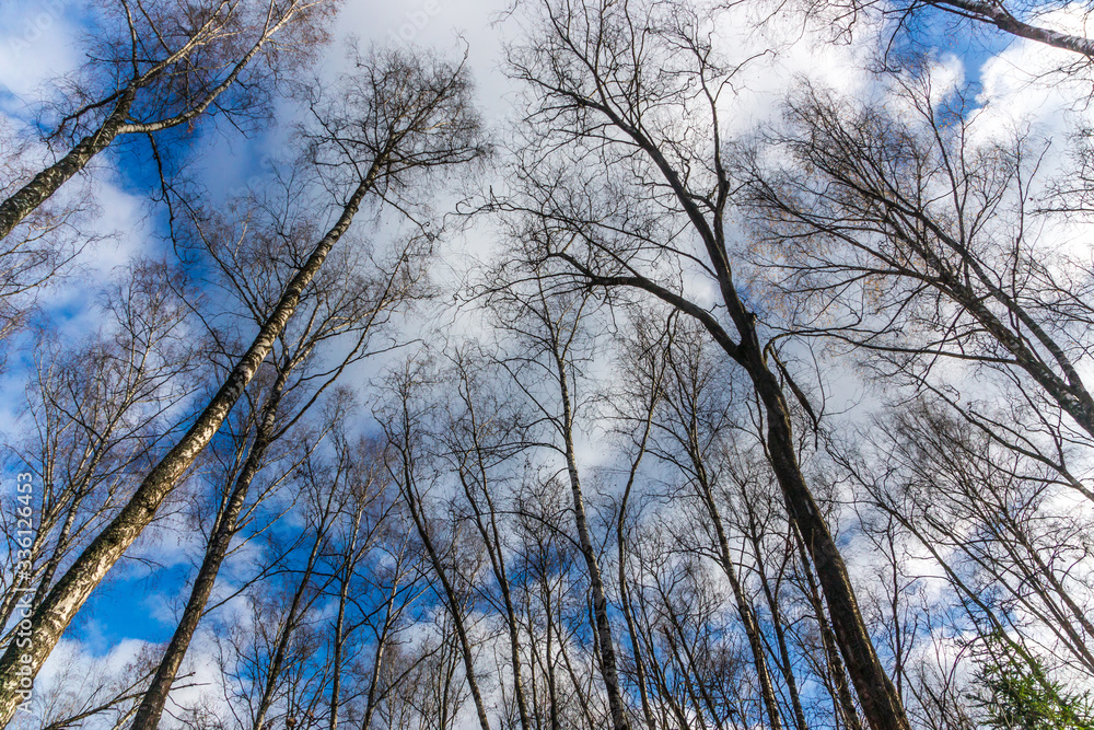 Obraz premium Upward perspective view of silhouettes leafless trees against a cloudy blue sky