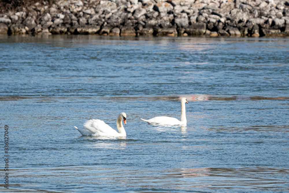 Fototapeta premium Couple de cygne sur l'eau