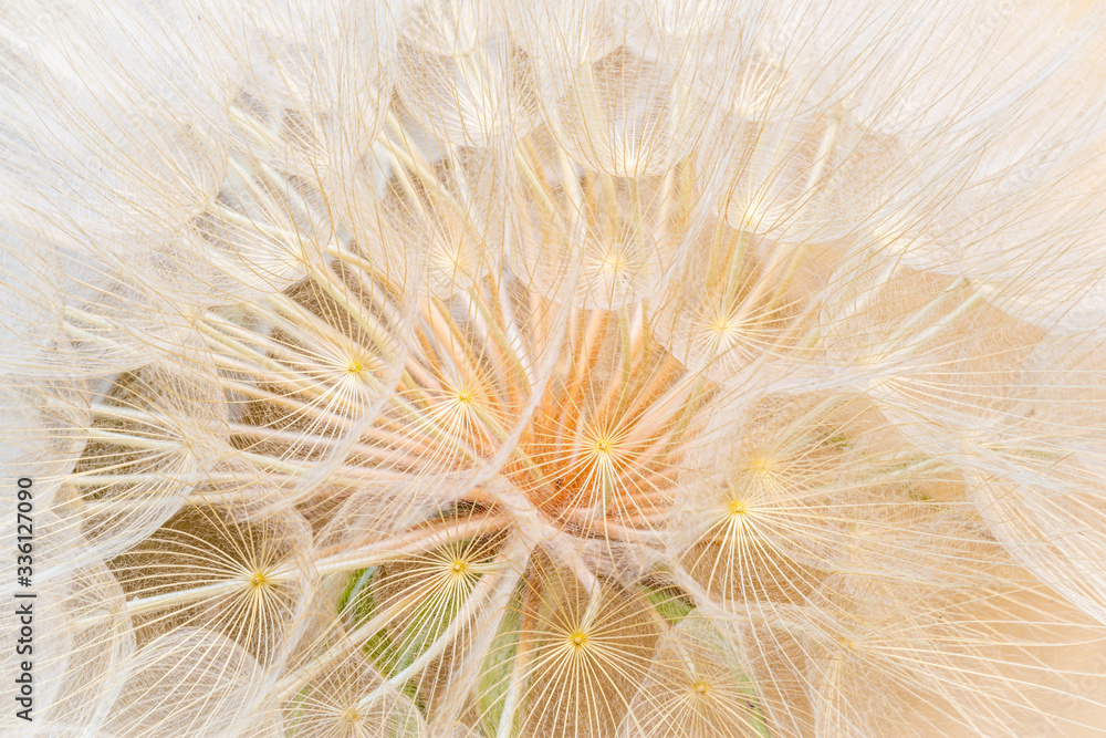 Fototapeta premium Close up of giant dandelion seed head, spring summer background.