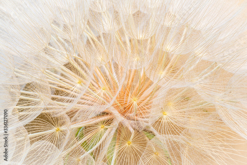 Close up of giant dandelion seed head  spring summer background.